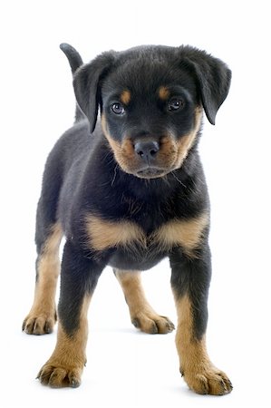 rottweiler - portrait of a purebred puppy rottweiler in front of white background Foto de stock - Super Valor sin royalties y Suscripción, Código: 400-06477480