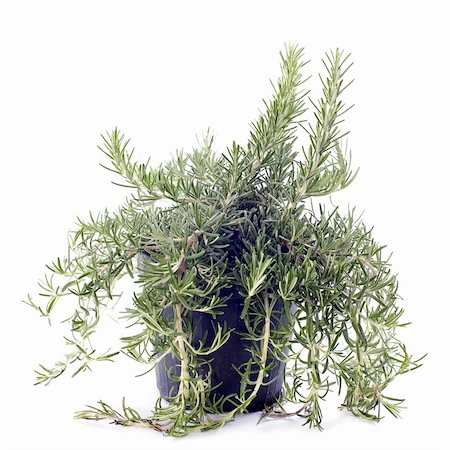 potted herbs - Rosemary in pot in front of white background Stock Photo - Budget Royalty-Free & Subscription, Code: 400-06477499
