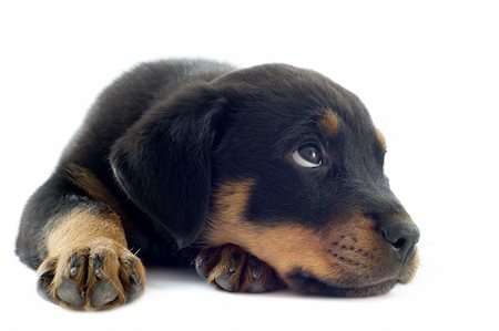 rottweiler - portrait of a purebred puppy rottweiler in front of white background Foto de stock - Super Valor sin royalties y Suscripción, Código: 400-06477492