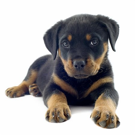 dog lying down black - portrait of a purebred puppy rottweiler in front of white background Stock Photo - Budget Royalty-Free & Subscription, Code: 400-06477493