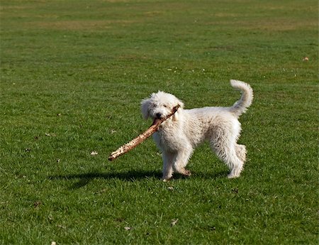 suerob (artist) - Shaggy white Dog Playing with Stick on green grass in park Foto de stock - Super Valor sin royalties y Suscripción, Código: 400-06477511