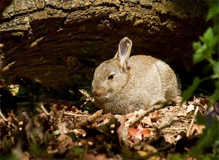 Young Rabbit in woodland during springtime surrounded by fallen tree and leaves Foto de stock - Super Valor sin royalties y Suscripción, Código: 400-06477526