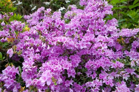 simsearch:400-07169748,k - bush of violet flowers Photographie de stock - Aubaine LD & Abonnement, Code: 400-06477565