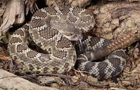 scary snakes - Closeup of a Southern Pacific Rattlesnake. Stock Photo - Budget Royalty-Free & Subscription, Code: 400-06477644