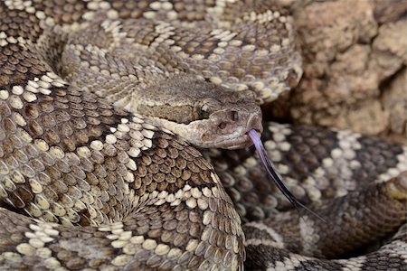 Closeup of a Southern Pacific Rattlesnake. Foto de stock - Super Valor sin royalties y Suscripción, Código: 400-06477646