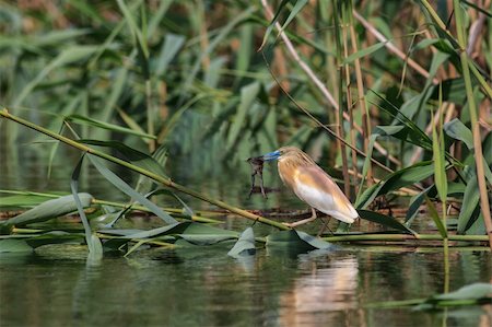 simsearch:400-06478318,k - Squacco Heron (Ardeola ralloides) with a frog in Danube Delta, Romania Stock Photo - Budget Royalty-Free & Subscription, Code: 400-06477933