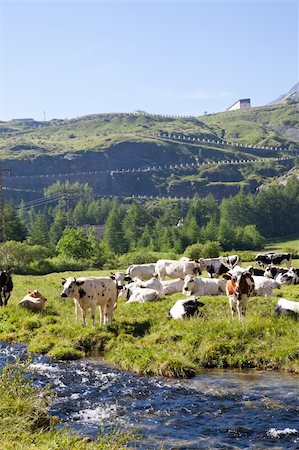 simsearch:400-08075707,k - Italian cows during a sunny day close to Susa, Piedmont, Italian Alps Stockbilder - Microstock & Abonnement, Bildnummer: 400-06478035