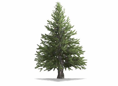 A pine tree isolated with white background Fotografie stock - Microstock e Abbonamento, Codice: 400-06478120