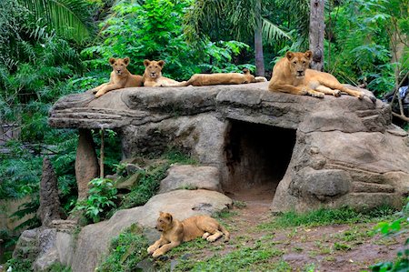 panthera - Family of lions in a zoo. Bali. Indonesia Stock Photo - Budget Royalty-Free & Subscription, Code: 400-06478276