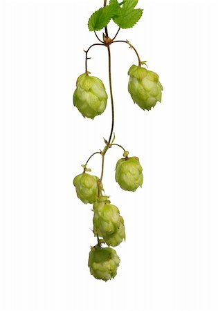 Hop (Humulus lupulus) Stock Photo - Budget Royalty-Free & Subscription, Code: 400-06478338