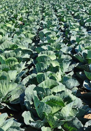 Cabbage field Stock Photo - Budget Royalty-Free & Subscription, Code: 400-06478343