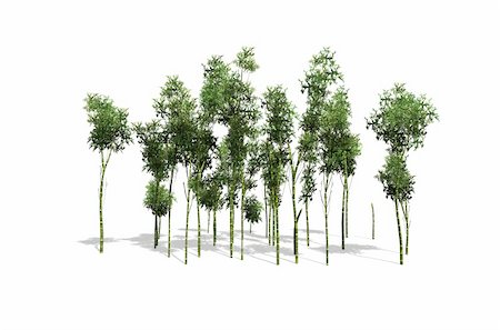 simsearch:400-04576608,k - Small grove of bamboo with white background Stock Photo - Budget Royalty-Free & Subscription, Code: 400-06478362