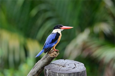 beautiful Black-capped Kingfisher (Halcyon pileata) possing on branch Photographie de stock - Aubaine LD & Abonnement, Code: 400-06478376