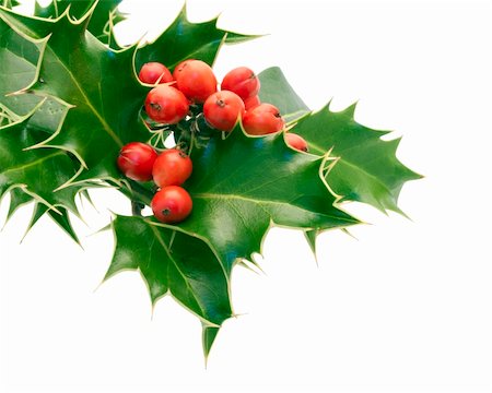 Holly Sprig on white Stock Photo - Budget Royalty-Free & Subscription, Code: 400-06478515