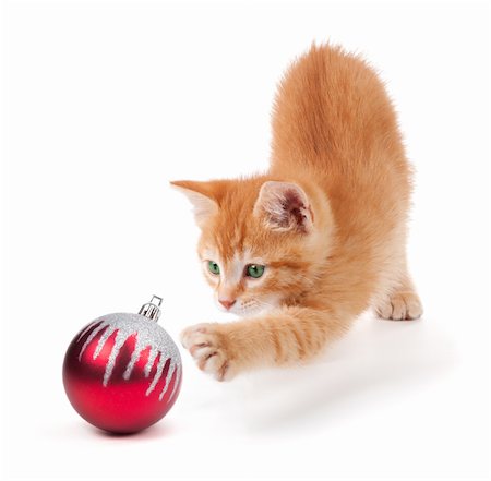 single christmas ball ornament - Cute orange kitten playing with a red Christmas ball ornament on a white background. Stock Photo - Budget Royalty-Free & Subscription, Code: 400-06478553