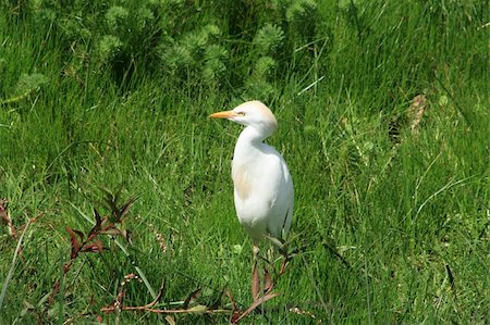 A Cattle Egret standing in a farmers field in Cotacachi, Ecuador Stockbilder - Microstock & Abonnement, Bildnummer: 400-06478795