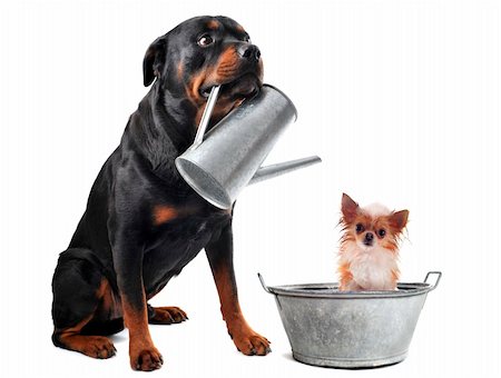 portrait of a purebred  chihuahua in a bassin and rottweiler with watering can  in front of white background Stock Photo - Budget Royalty-Free & Subscription, Code: 400-06478907