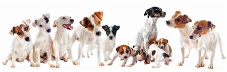 simsearch:400-06332758,k - group of purebred jack russel terrier in studio Photographie de stock - Aubaine LD & Abonnement, Code: 400-06478911