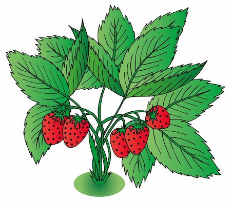 Red strawberry with leaves - vector illustration. Foto de stock - Royalty-Free Super Valor e Assinatura, Número: 400-06479015