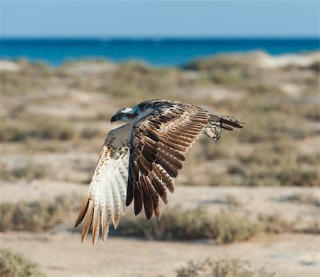 fischadler - Large Osprey wild raptor bird in flight showing its wingspan Stockbilder - Microstock & Abonnement, Bildnummer: 400-06479139