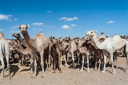 egyptian market - Dromedary camel livestock ready to be traded at a traditional african market Stock Photo - Budget Royalty-Free & Subscription, Code: 400-06479347