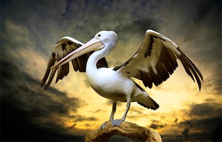 pelícano blanco - The pelican on a tree trunk with a storm brewing Foto de stock - Super Valor sin royalties y Suscripción, Código: 400-06479601