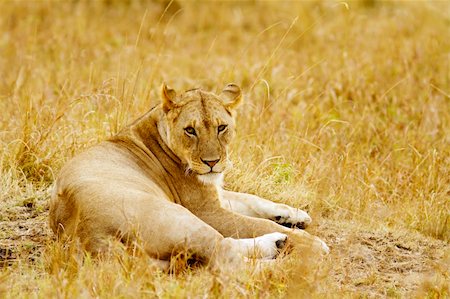 savannah lion face - A lion (Panthera leo) on the Maasai Mara National Reserve safari in southwestern Kenya. Stock Photo - Budget Royalty-Free & Subscription, Code: 400-06479774