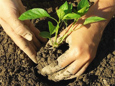 dleonis (artist) - hands planting pepper seedlings into the ground Foto de stock - Royalty-Free Super Valor e Assinatura, Número: 400-06473953