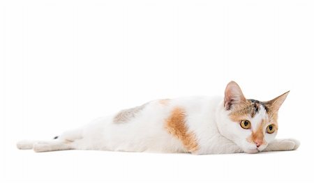 Portrait Malaysian sad short haired cat sitting on white background Stock Photo - Budget Royalty-Free & Subscription, Code: 400-06484587