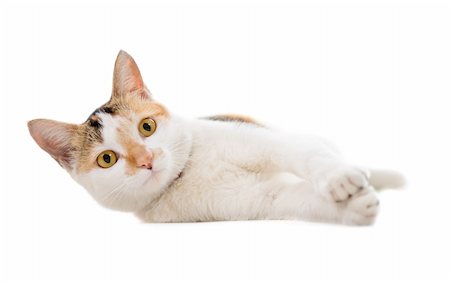 Malaysian short haired cat lying on white background Stock Photo - Budget Royalty-Free & Subscription, Code: 400-06484588