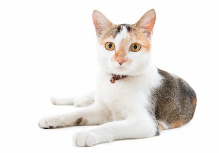 Portrait Malaysian short haired cat sitting on white background Stock Photo - Budget Royalty-Free & Subscription, Code: 400-06484589