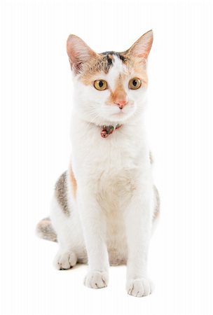 Malaysian short haired cat sitting on white background Stock Photo - Budget Royalty-Free & Subscription, Code: 400-06484590
