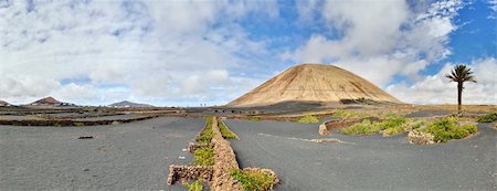 Typical volcano-agricultural landscape of Lanzarote, Canary Islands. Black volcanic soil, malvasia vines, Date Palm Tree (Phoenix canariensis), figs and prickly pears. Location-Mancha Blanca village. Stockbilder - Microstock & Abonnement, Bildnummer: 400-06484937