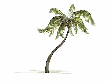 palm tree branches - A palm tree isolated with white background and shadow Stock Photo - Budget Royalty-Free & Subscription, Code: 400-06480093