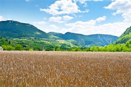 simsearch:400-06738831,k - Wheat Field in the French Alps on a Cloudy Day Foto de stock - Super Valor sin royalties y Suscripción, Código: 400-06480182