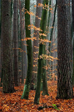 red pine - Hornbeam trees in forest - fallen, red autumn leaves. Stock Photo - Budget Royalty-Free & Subscription, Code: 400-06480199