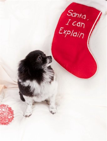 simsearch:400-04085890,k - black and white puppy on a white couch with christmas decorations Foto de stock - Royalty-Free Super Valor e Assinatura, Número: 400-06480396