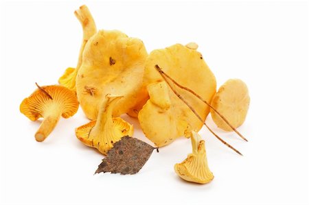 simsearch:400-06485810,k - Heap of Raw Chanterelles with Dry Leafs isolated on white background Fotografie stock - Microstock e Abbonamento, Codice: 400-06480589