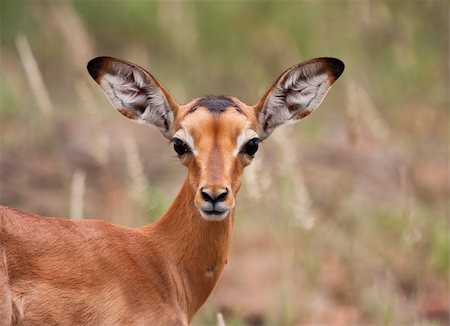 Baby impala looking alert to avoid predators Foto de stock - Royalty-Free Super Valor e Assinatura, Número: 400-06480614