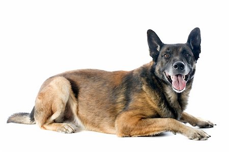 police dog - purebred belgian sheepdog malinois on a white background Stock Photo - Budget Royalty-Free & Subscription, Code: 400-06481251