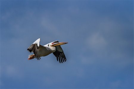 simsearch:400-09010263,k - white pelican (pelecanus onocrotalus) in flight in Danube Delta, Romania Stock Photo - Budget Royalty-Free & Subscription, Code: 400-06481798