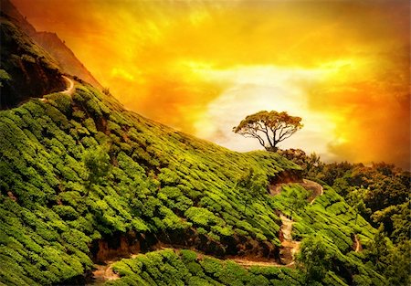 simsearch:400-07124005,k - Tea plantation valley at dramatic orange sunset sky in Munnar, Kerala, India Stockbilder - Microstock & Abonnement, Bildnummer: 400-06481970