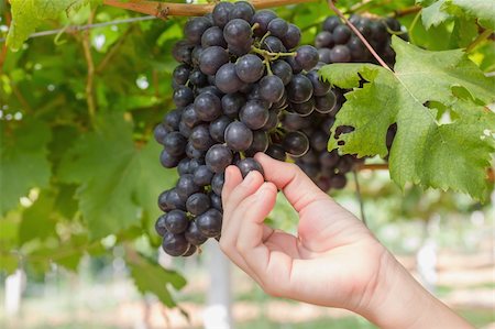 Hand holding red grape for wine in vineyard Stock Photo - Budget Royalty-Free & Subscription, Code: 400-06482115