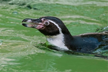 penguins swimming - Humboldt Penguin (Spheniscus humboldti), or Peruvian Penguin, or Patranca, a South American penguin, that breeds in coastal Peru and Chile. Stock Photo - Budget Royalty-Free & Subscription, Code: 400-06482679