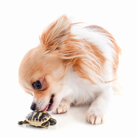 simsearch:400-06556684,k - young tortoise and chihuahua isolated on a white  background Fotografie stock - Microstock e Abbonamento, Codice: 400-06483204