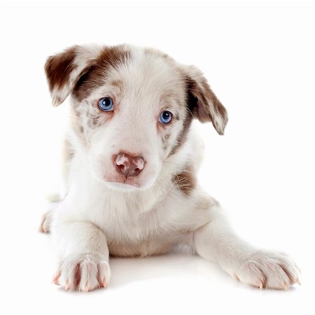 simsearch:400-06866738,k - portrait of puppy border collie in front of white background Stock Photo - Budget Royalty-Free & Subscription, Code: 400-06483206