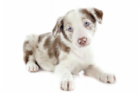 simsearch:400-06866738,k - portrait of puppy border collie in front of white background Stock Photo - Budget Royalty-Free & Subscription, Code: 400-06483207