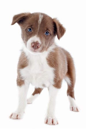 simsearch:400-06866738,k - portrait of puppy border collie in front of white background Stock Photo - Budget Royalty-Free & Subscription, Code: 400-06483208
