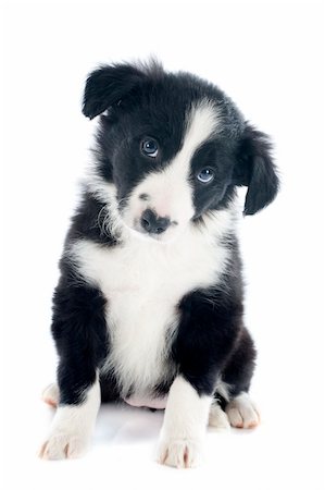 portrait of puppy border collie in front of white background Stock Photo - Budget Royalty-Free & Subscription, Code: 400-06483234