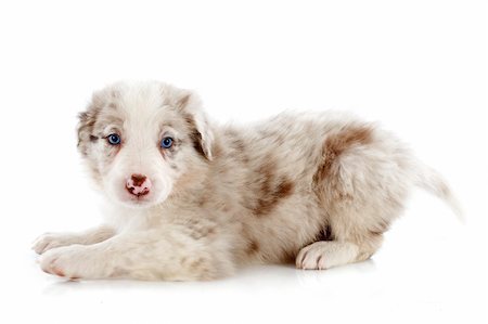 simsearch:400-07299217,k - portrait of puppy border collie in front of white background Photographie de stock - Aubaine LD & Abonnement, Code: 400-06483235
